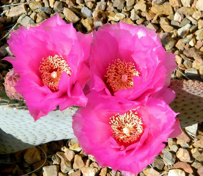 Cactus flowers